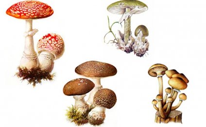 Не собирайте грибы, растущие