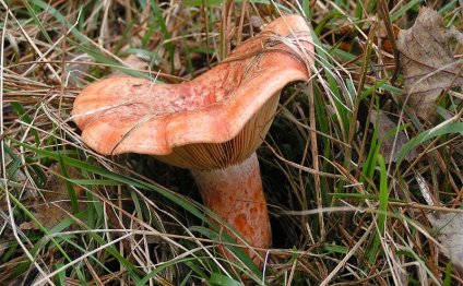Засолка грибов пряным способом
