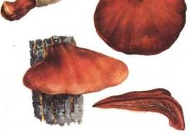 Картинка с изображением печёночницы обыкновенной