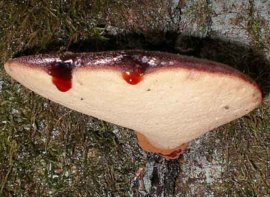 Выступающие кровавые пятна на гименофоре гриба нередкость для этого вида